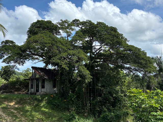 Bo Abras Carr 821 Km.hm 7.3 Corozal 00783 PR