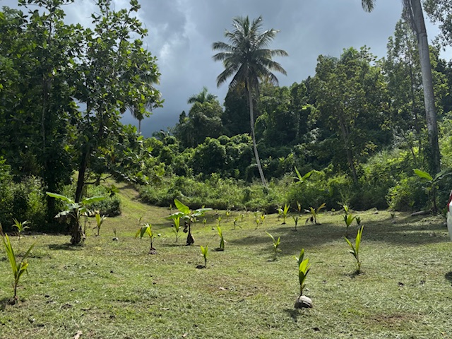 Bo Abras Carr 821 Km.hm 7.3 Corozal 00783 PR