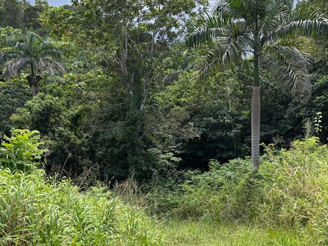 Bo Abras Carr 821 Km.hm 7.3, Corozal - 9