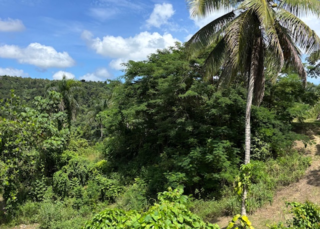 Bo Abras Carr 821 Km.hm 7.3, Corozal - 7