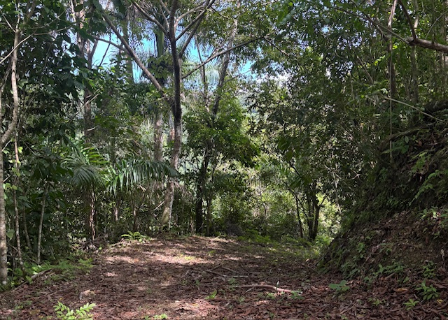 Bo Abras Carr 821 Km.hm 7.3 Corozal 00783 PR