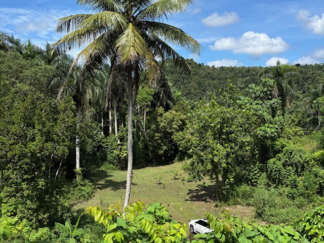 Bo Abras Carr 821 Km.hm 7.3, Corozal - 6