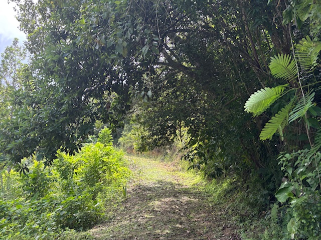 Bo Abras Carr 821 Km.hm 7.3 Corozal 00783 PR