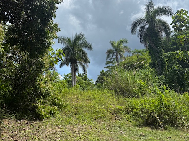 Bo Abras Carr 821 Km.hm 7.3 Corozal 00783 PR