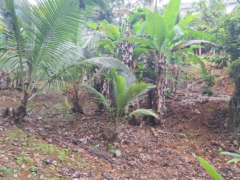 Pr 128 Km 59.7 Bo Pueblo Sector La Torre Lares 00669 PR