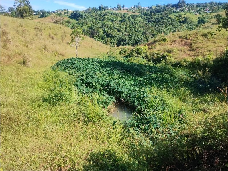 Carr 956 Km 10.0 Cam Adolfo Reyes Final Bo Guzman Rio Grande 00745 PR