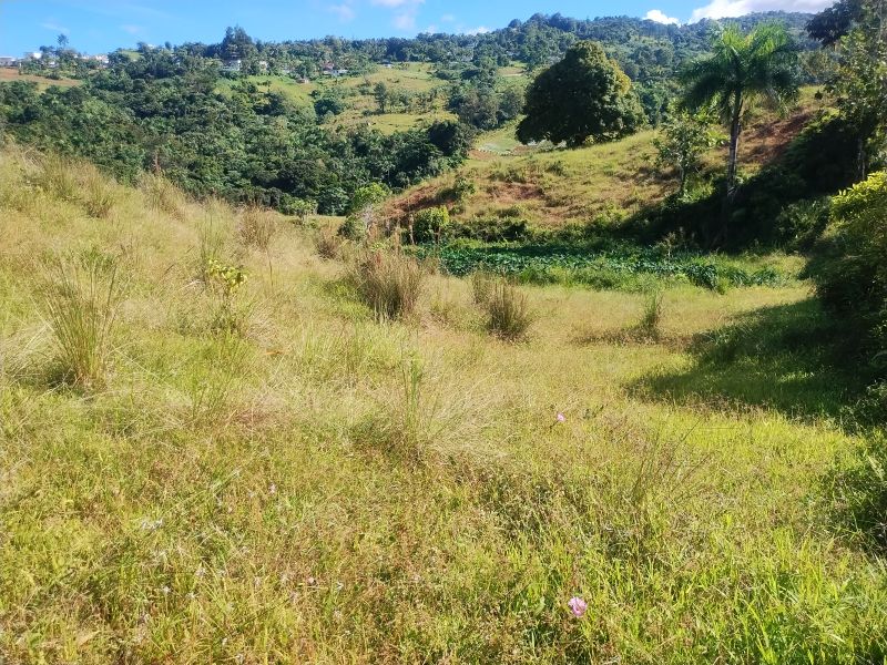 Carr 956 Km 10.0 Cam Adolfo Reyes Final Bo Guzman Rio Grande 00745 PR