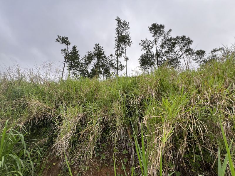 Pr-152r Km 0.2 Bo Helechal Barranquitas 00794 PR