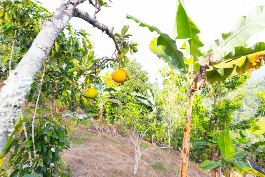 Carr 523 Km 2 H.3 Bo Juan Gonzalez, Adjuntas - 22