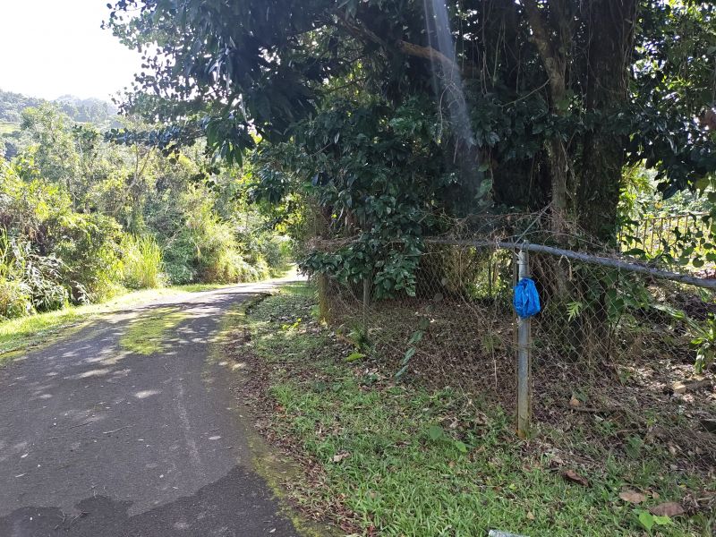 Barrio Cubuy Sector Ava Flores Carr 186 Km.hm 9.6 Canovanas 00729 PR