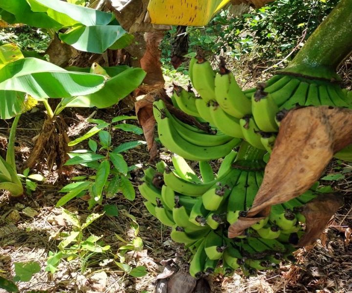 Bo Planas Pr 476 Isabela 00662 PR