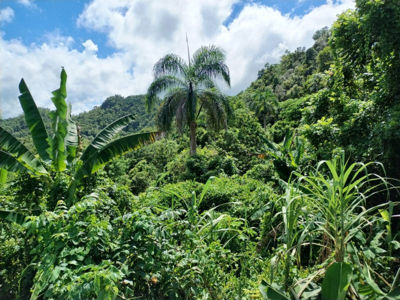 Bo Planas Pr 476 Isabela 00662 PR