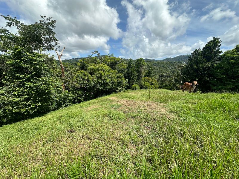 Bo Mamey 1 Carr 835 Parcela K, Guaynabo - 1