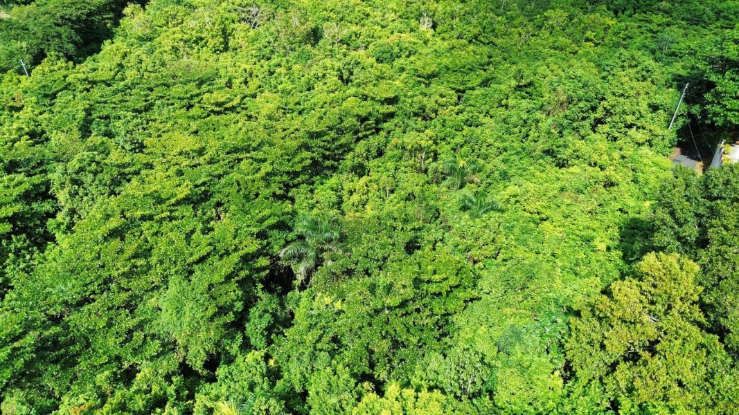 Carr 160 Km 9.8 Int. Bo Almirante Sur Vega Baja 00693 PR