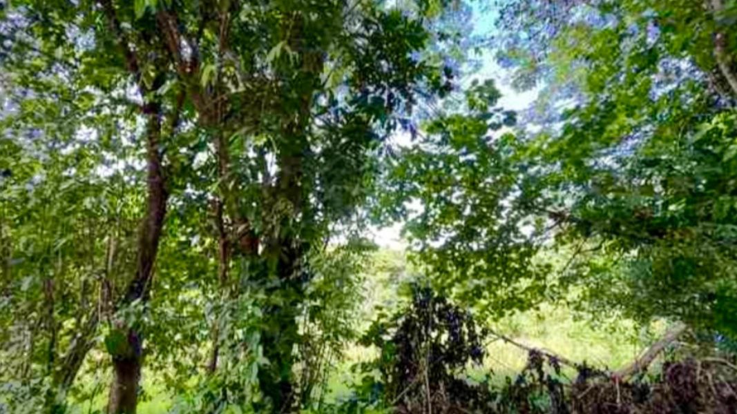 Carr 160 Km 9.8 Int. Bo Almirante Sur Vega Baja 00693 PR