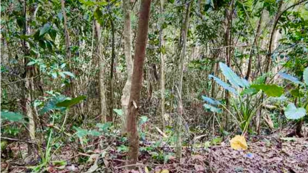 Carr 160 Km 9.8 Int. Bo Almirante Sur Vega Baja 00693 PR