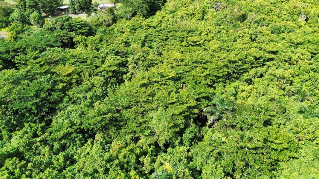 Carr 160 Km 9.8 Int. Bo Almirante Sur Vega Baja 00693 PR