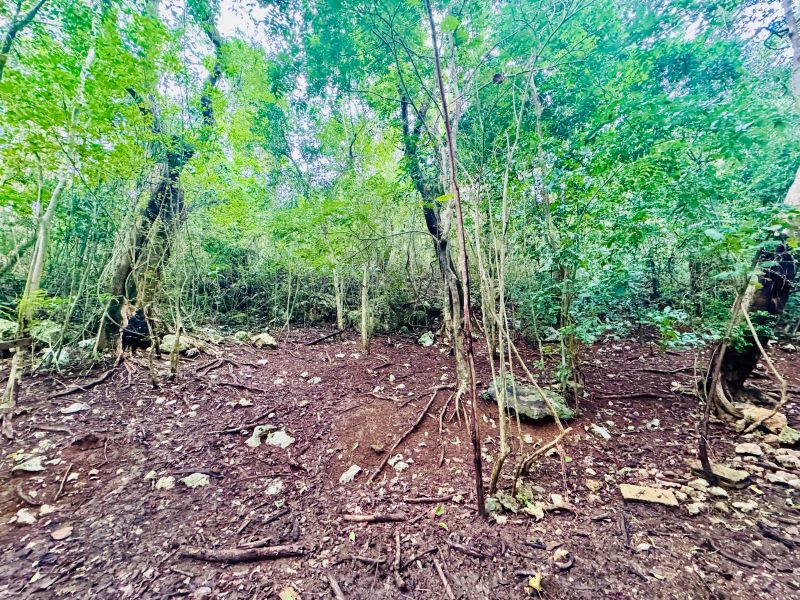 Bo Manati Abajo Sector Angostura Solar 15 Barceloneta 00617 PR