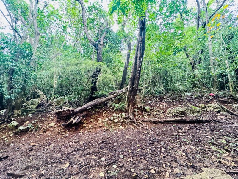 Bo Manati Abajo Sector Angostura Solar 15 Barceloneta 00617 PR