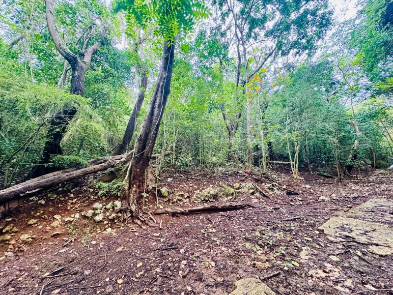 Bo Manati Abajo Sector Angostura Solar 15 Barceloneta 00617 PR