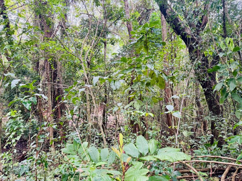 Bo Manati Abajo Sector Angostura Solar 15 Barceloneta 00617 PR