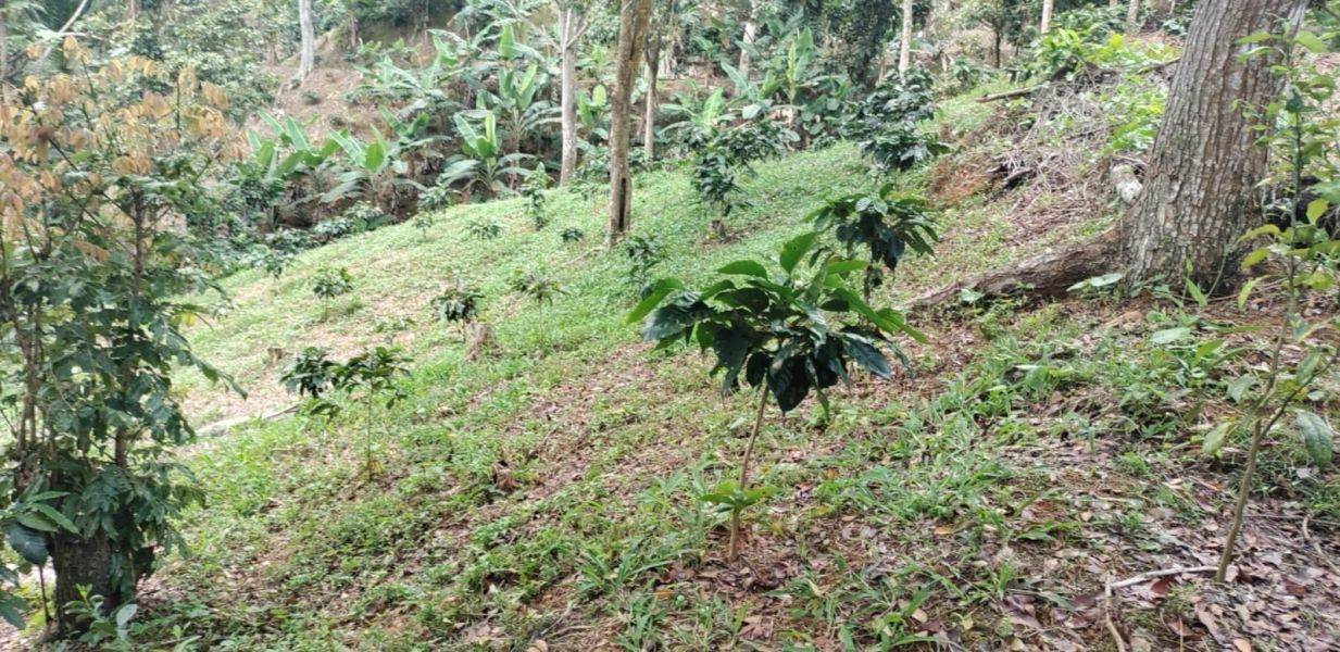 Carr 613 Km 6.4 Bo Tetuan Utuado 00641 PR