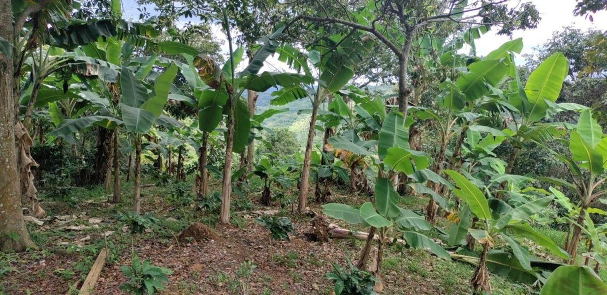 Carr 613 Km 6.4 Bo Tetuan Utuado 00641 PR