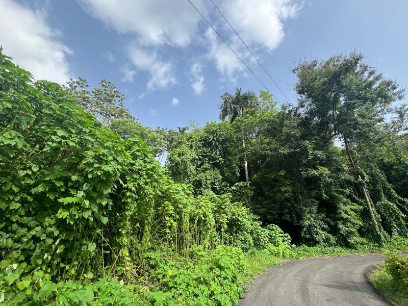 Carr 349 Km 1.01 Bo Quebrada Grande Mayaguez 00680 PR