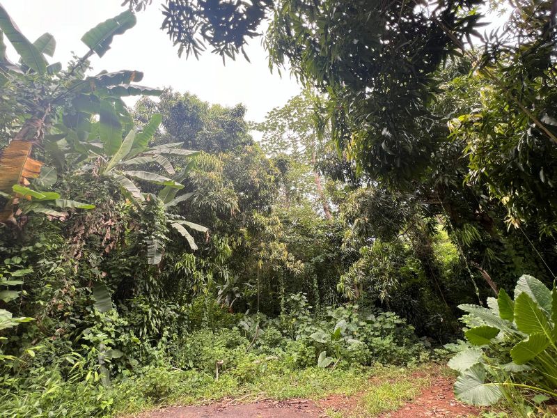 Carr 349 Km 1.01 Bo Quebrada Grande Mayaguez 00680 PR