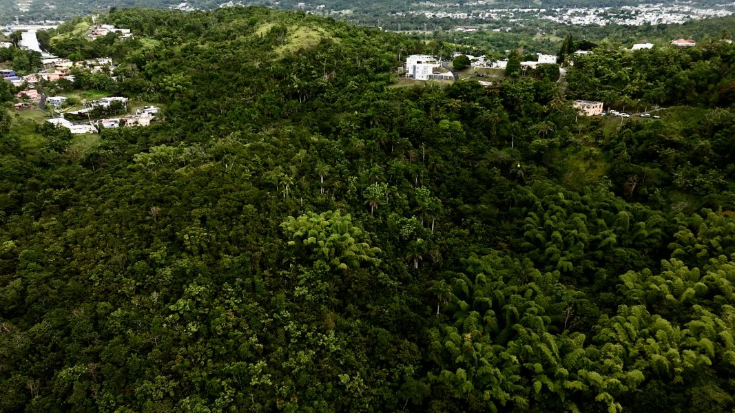 Carr 171 Km 7.8 Int Bo Rincon Cayey 00736 PR