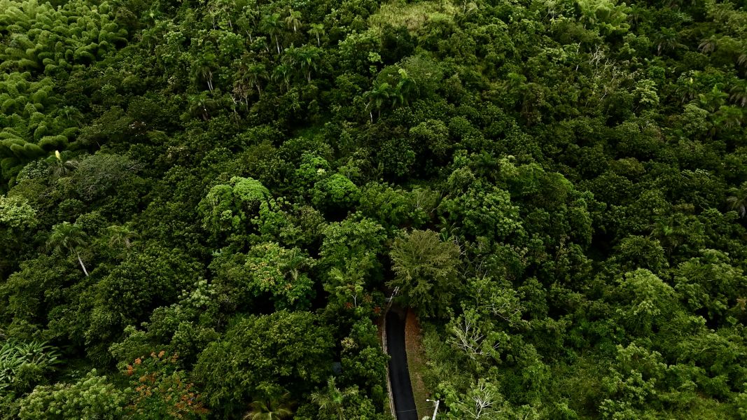 Carr 171 Km 7.8 Int Bo Rincon Cayey 00736 PR