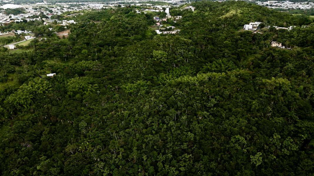 Carr 171 Km 7.8 Int Bo Rincon Cayey 00736 PR