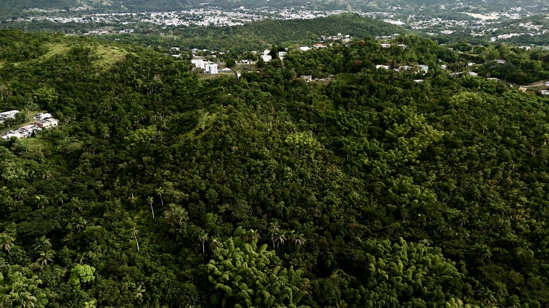 Carr 171 Km 7.8 Int Bo Rincon Cayey 00736 PR