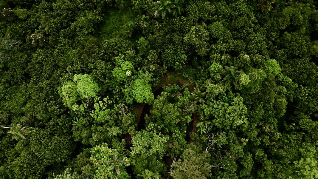 Carr 171 Km 7.8 Int Bo Rincon Cayey 00736 PR