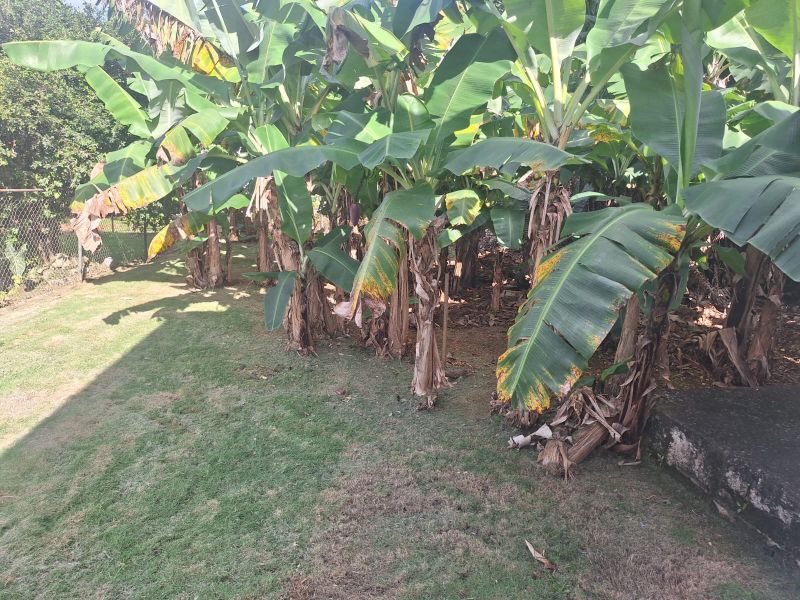 103 Comunidad Mora Bo Guerrero Isabela 00662 PR