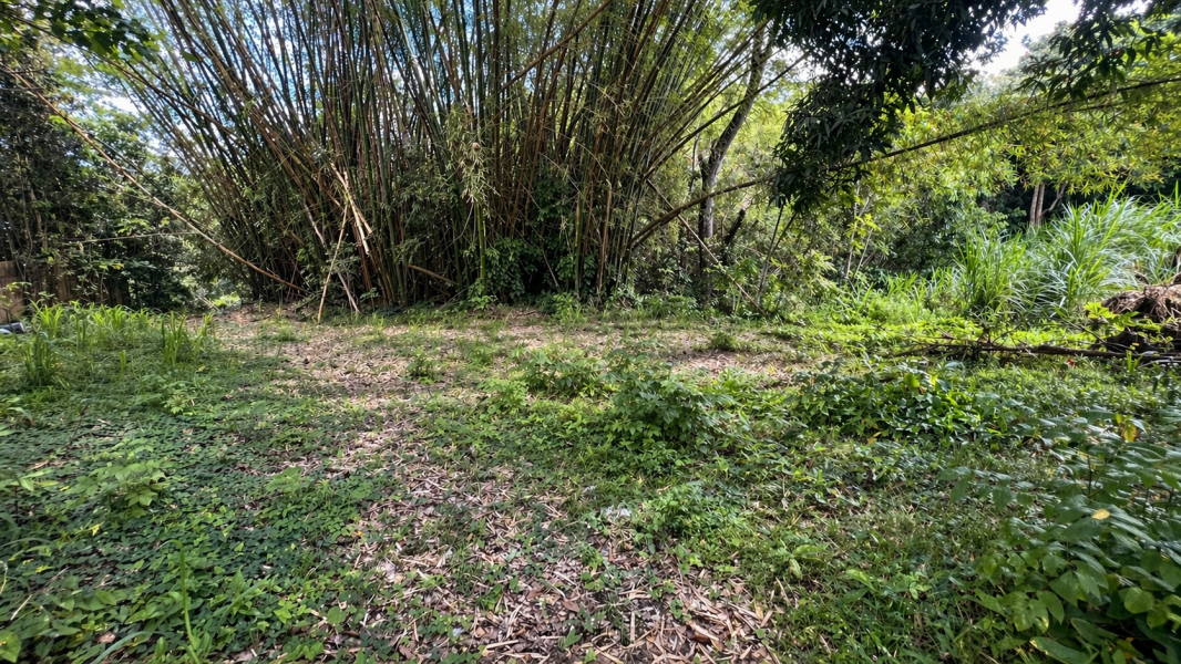 Bo Lirios Sec Los Cocos Ii Juncos 00777 PR