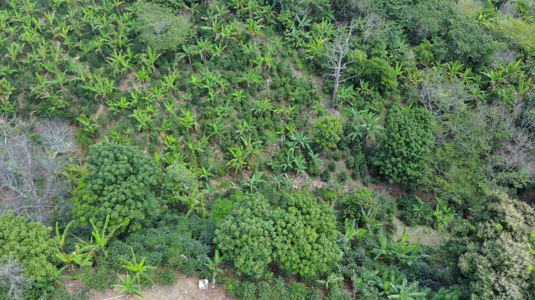 Bo Montes Llano Carr 505 Km 12.4 Ponce 00731 PR