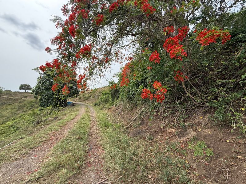 Finca Sr 185 Km 3.0 Int Campo Rico Ward, Canovanas - 13