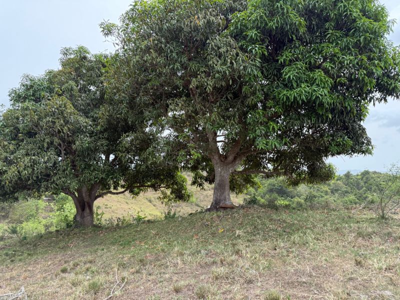 Finca Sr 185 Km 3.0 Int Campo Rico Ward, Canovanas - 12