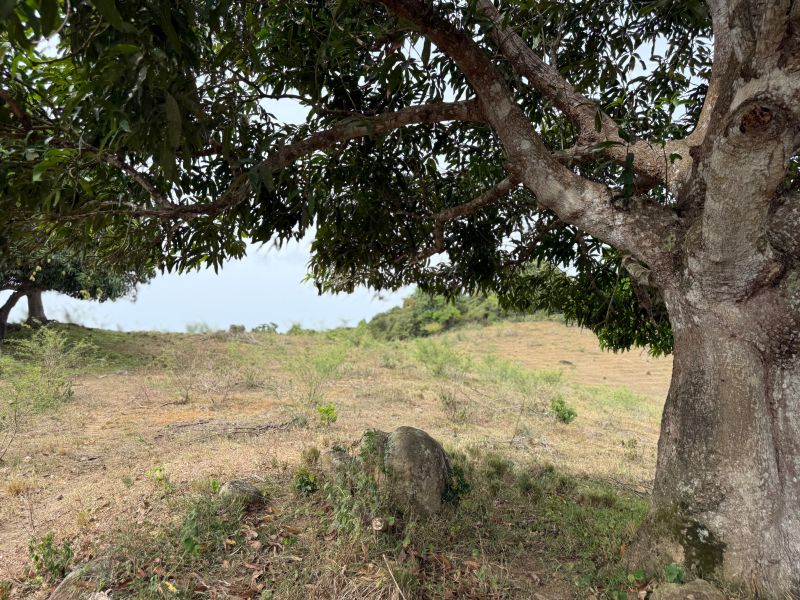 Finca Sr 185 Km 3.0 Int Campo Rico Ward, Canovanas - 10