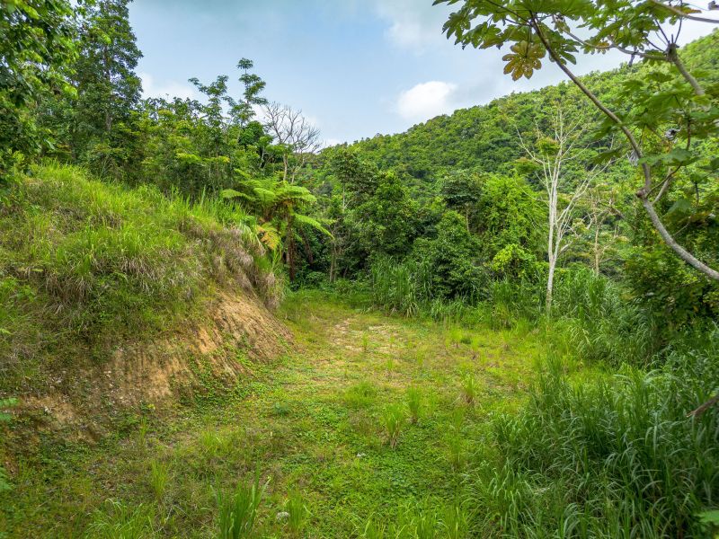 Bo Borinquen Sector Lajita Carr 765 Km 3.5 Caguas 00725 PR