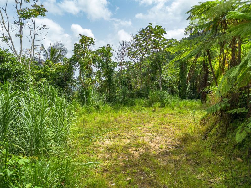 Bo Borinquen Sector Lajita Carr 765 Km 3.5 Caguas 00725 PR