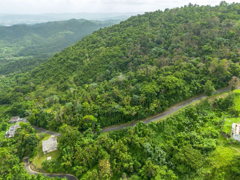 Bo Borinquen Sector Lajita Carr 765 Km 3.5 Caguas 00725 PR