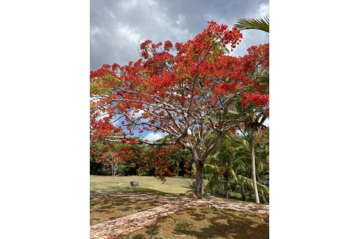 La Muda Guaynabo 00971 PR