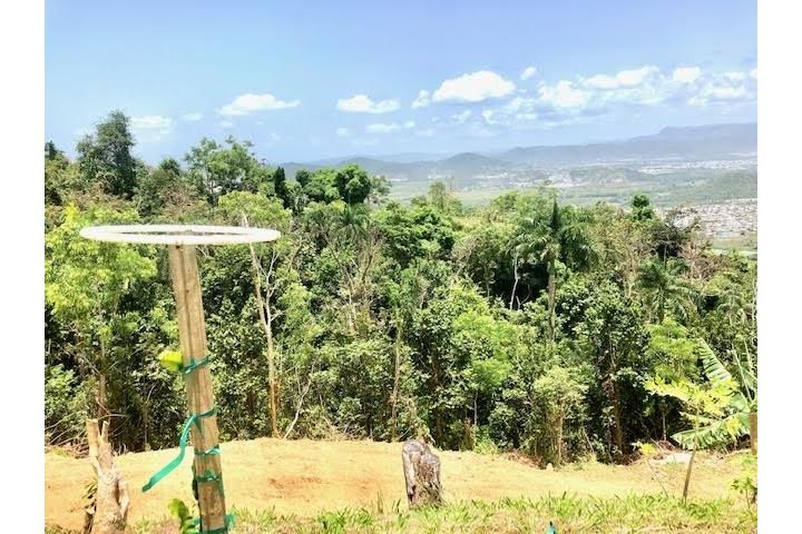 Jaguas Gurabo 00778 PR