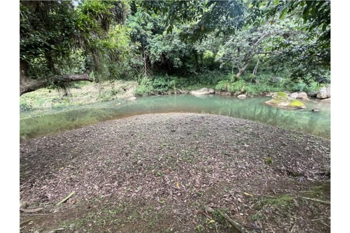 Cedro Cayey 00736 PR