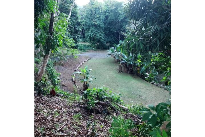 Palmarejo Corozal 00783 PR