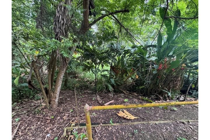 C. Buena Vista Bayamon 00957 PR