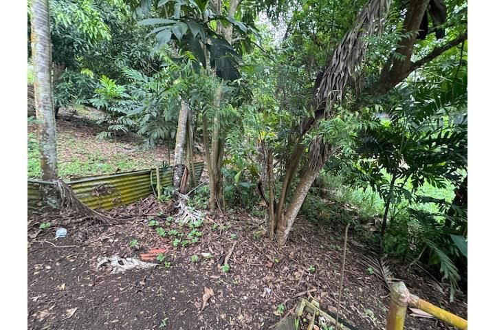 C. Buena Vista Bayamon 00957 PR