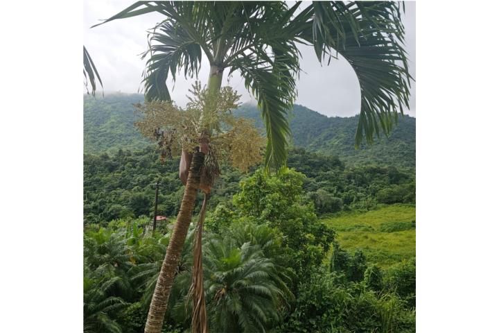 6fhv+x48 Orocovis 00638 PR